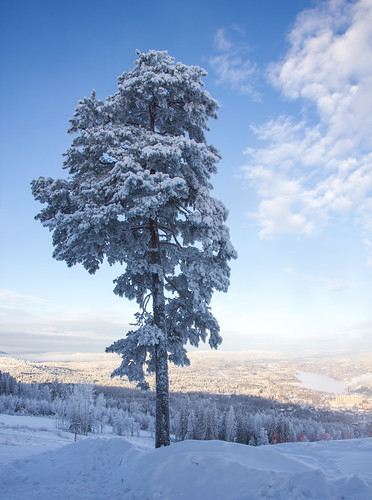 winter sun snow tree sol vinter january snö träd januari winterday vinterdag sollefteå hallstaberget