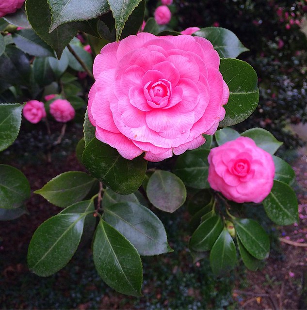 Beautiful pink camellias.