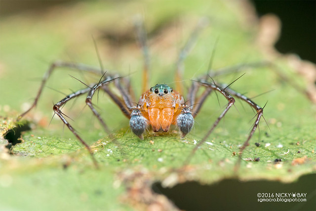 Lynx spider (Hamadruas sp.) - DSC_8140