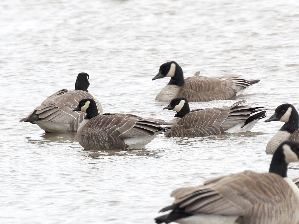 Photograph titled 'Cackling Goose'