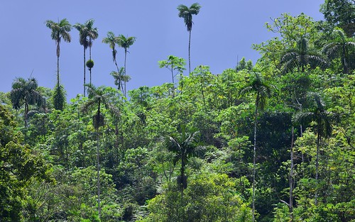desktop peru southamerica landscape rainforest jungle miraflores featured northernandesfoothills altomayoreserve