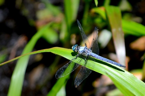 usa macro closeup bug insect wings nikon dof florida dragonfly d3200 ncmountainman phixe