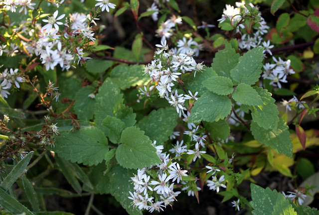 a mix of small flowers and unrelated green leaves