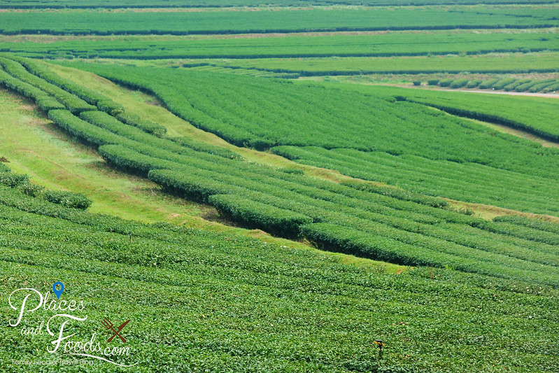 singha park tea farm