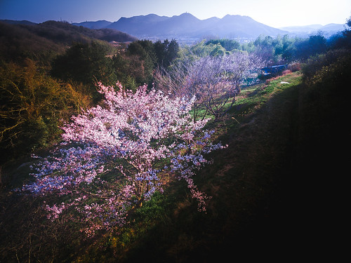 japan cherry landscape spring scenery natural 桜 日本 自然 風景 okayama kimura 春 景色 岡山 takuma 琢磨 phantom3 木村 dji yakage 矢掛 photones