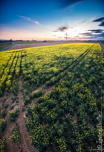 sunset champs paysage artois drone pasdecalais yellowfield couchersoleil dji ã©olienne