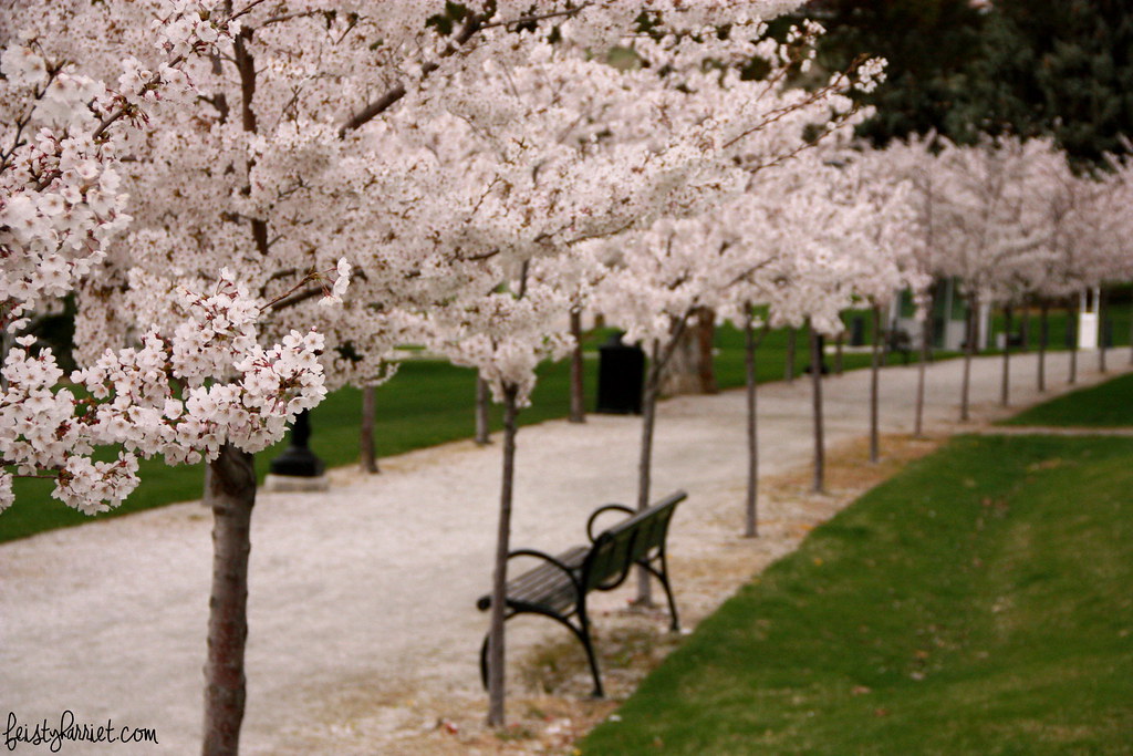 Cherry Blossoms_feistyharriet