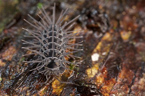 Spiny terrestrial isopod (Calmanesia sp.) (1)