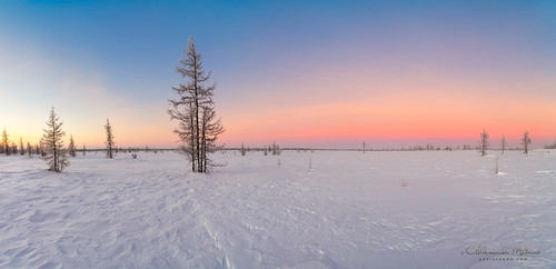 wood winter light sunset wild sky panorama white snow cold tree ice nature ecology field weather rural forest sunrise season landscape outdoors dawn evening countryside frozen cool woods frost branch russia outdoor snowy background north scenic free frosty scene wilderness northern blizzard larch spruce climate czdistagont2821