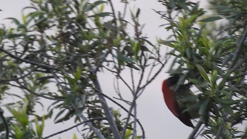 Crimson-mantled Woodpecker - Colaptes rivolii
