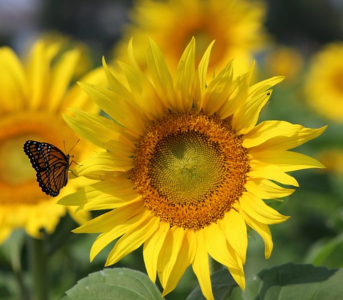 flower butterfly quebec québec monarch sunflower qc montérégie monteregie rf123