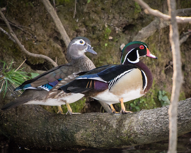 Wood duck pair