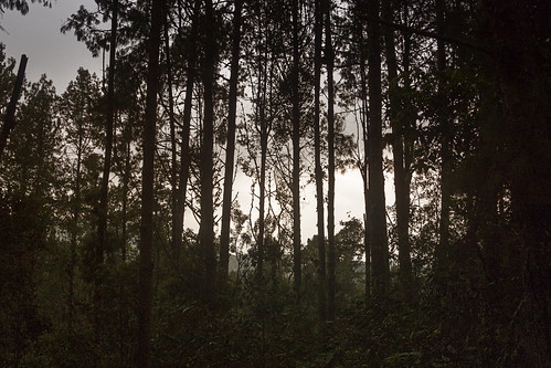 trees sunset forest atardecer dusk bosque