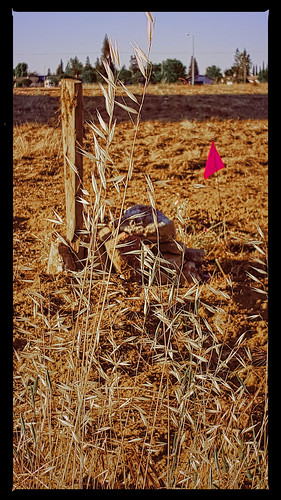 field weeds stones flag dirt marker kingsburg davemeyer