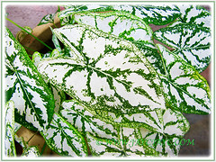 Caladium 'White Christmas' (Angel-wing White Christmas, Fancy Leaf White Caladium), with captivating leaf venation, April 19 2016