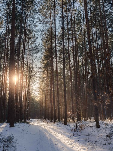 winter light sun snow forest landscape poland hdr snowzilla