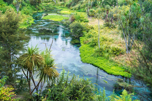 blue newzealand grass stream nz waikato northisland naturalspring manuka cabbagetrees bluespring putaruru waterweed tewaihouwalkway waihouriver nearmamakuplateau