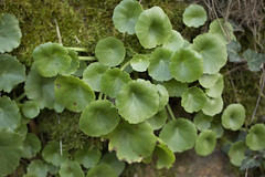 Des petites succulentes de muraille - Photo of Vabres