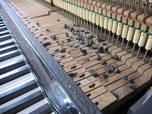 恐怖的白蟻入侵鋼琴