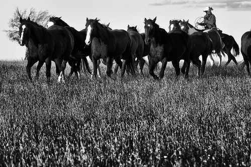 horses cowboys outdoors remuda