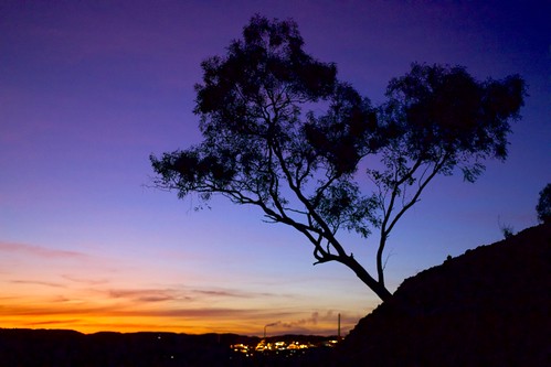 That Sunset Tree
