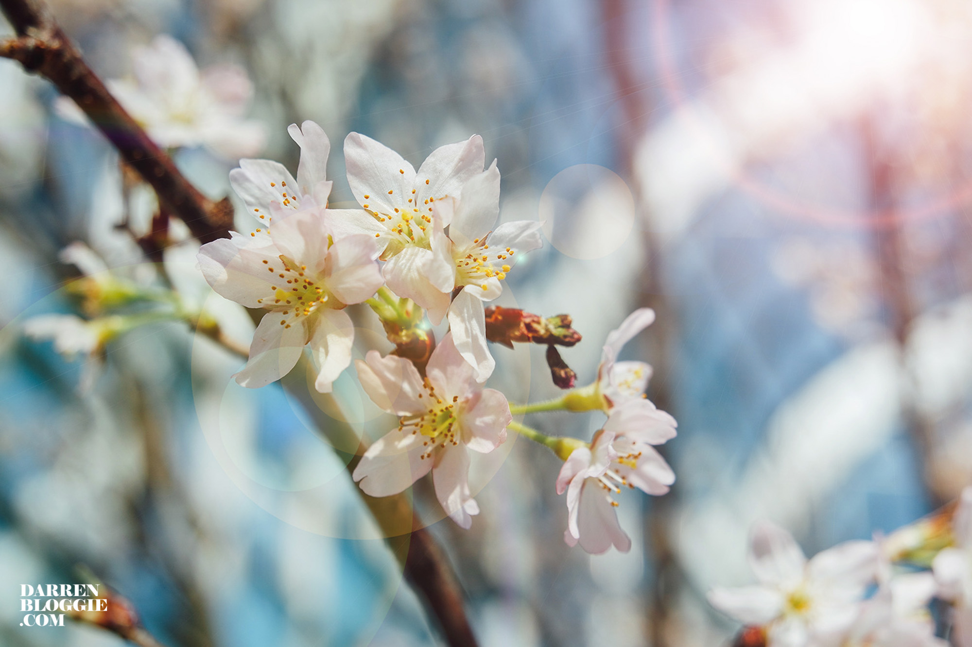 Blossom-beats-sakura-cherry-gardensbythebay