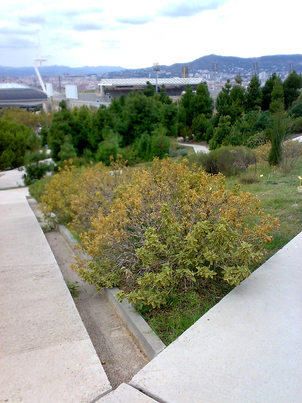Jardì Botaníc,Parc Montjuïc
