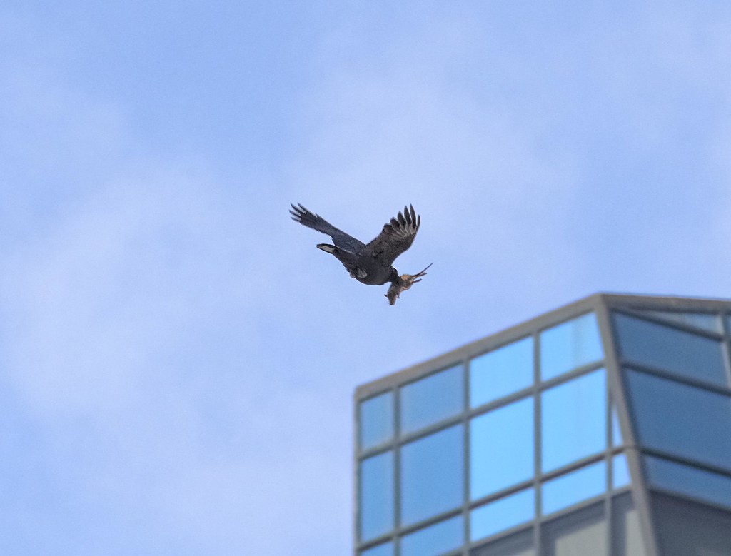 Crow with a rat