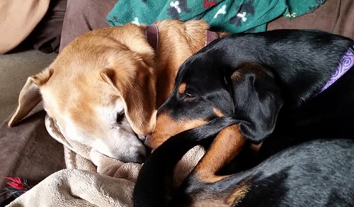 Sisters. Hound Mix & Doberman Mix. #rescueddogs #adoptdontshop #lapdogcreations
