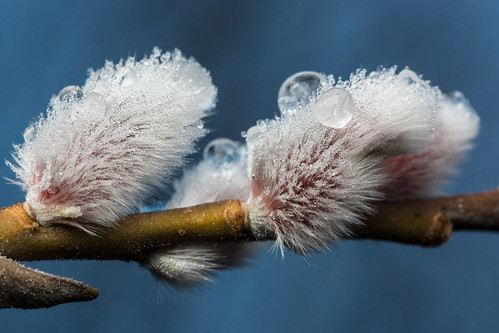 winter weide eis raureif salix demmin blütenkätzchen