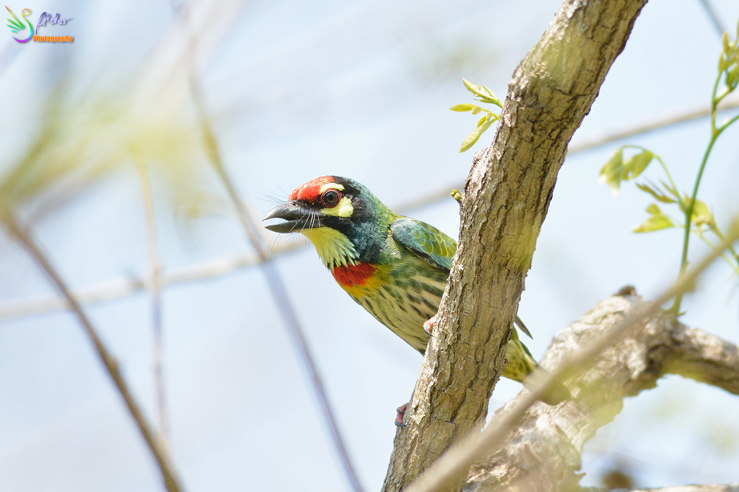 Coppersmith_Barbet_3105