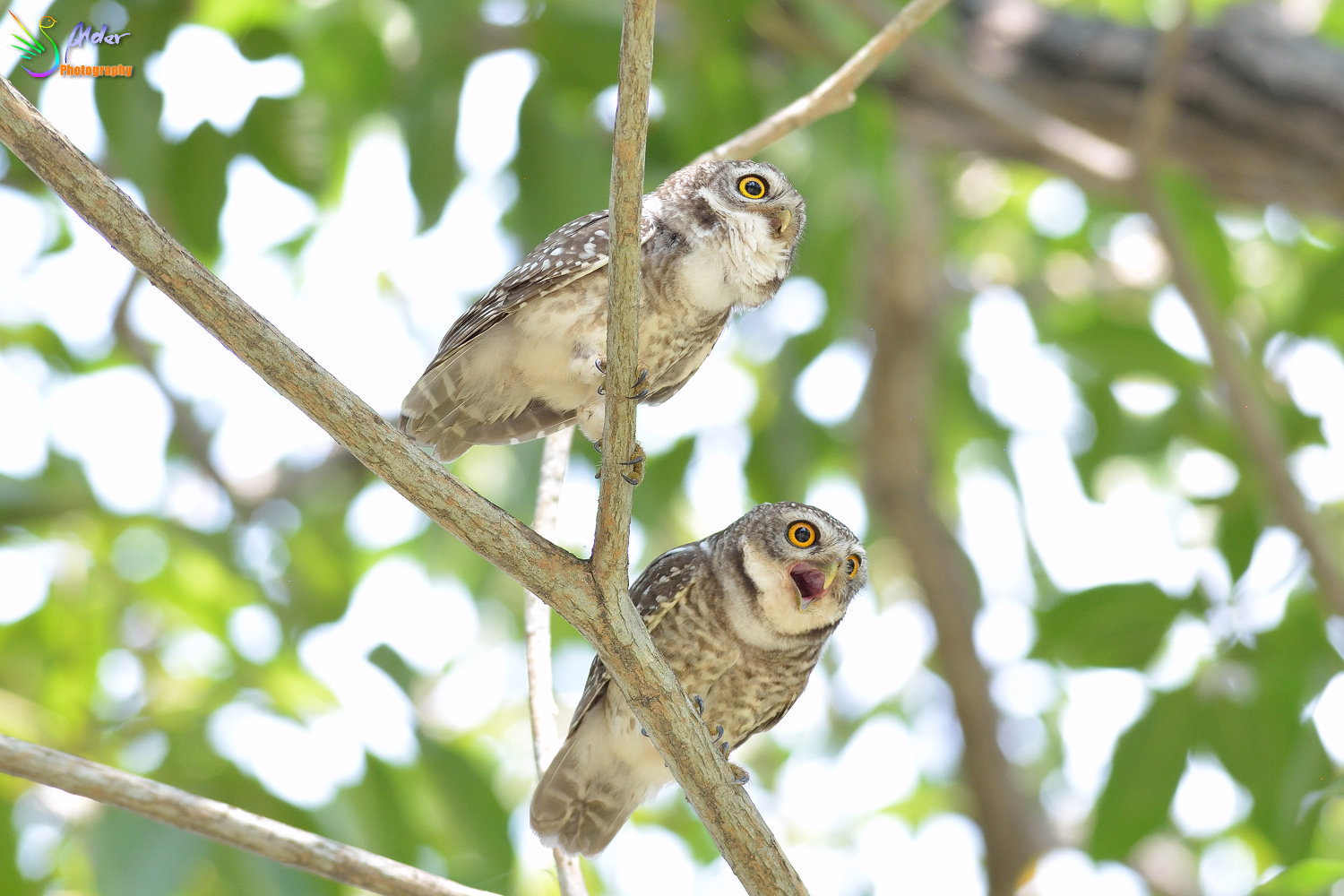 Spotted_Owlet_3225