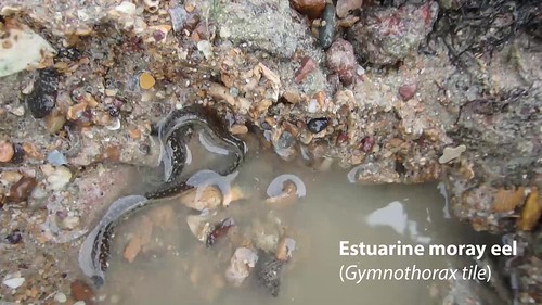 Estuarine moray eel (Gymnothorax tile)