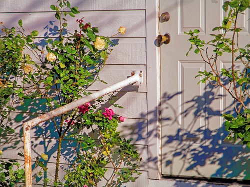 door shadow roses urban church leaves rose doorknob rosebush urbanlandscape rogersadler