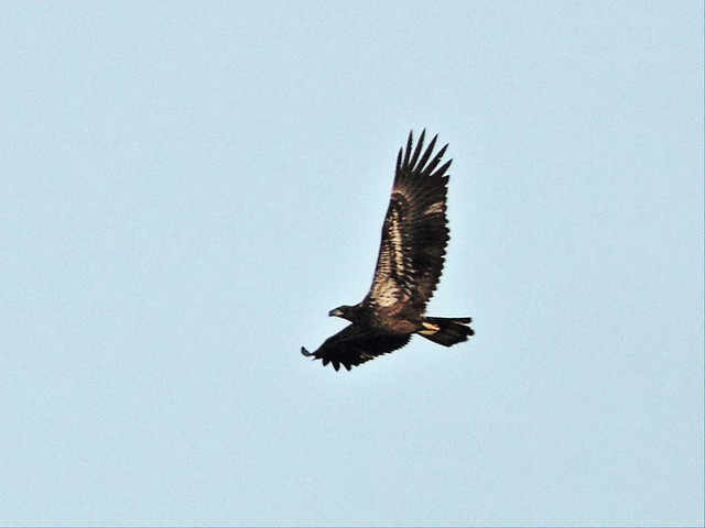 Bald Eagle immature in flight 4-20160129
