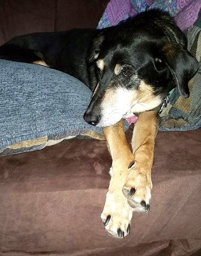 #seniordog #houndmix #adoptdontshop #sleepingdog #LapdogCreations @LapdogCreations
