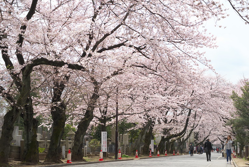 東京路地裏散歩 谷中の桜 2016年4月1日