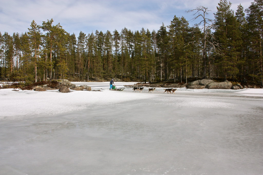 Koiravaljakkoajelulla järven jäällä.