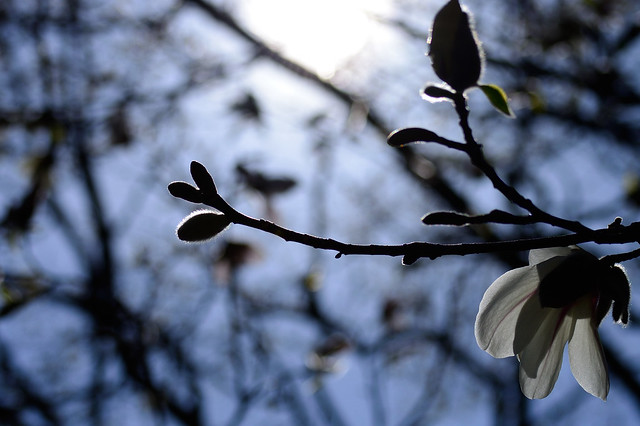 コブシ　Kobushi magnolia