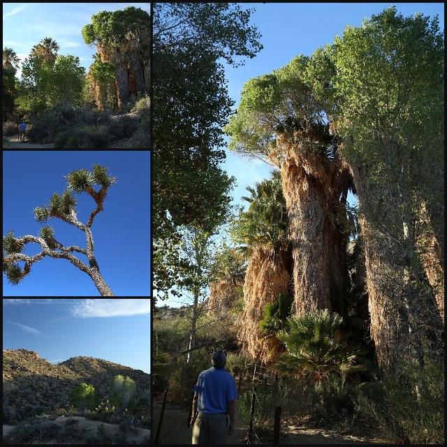 JTNP tree collage