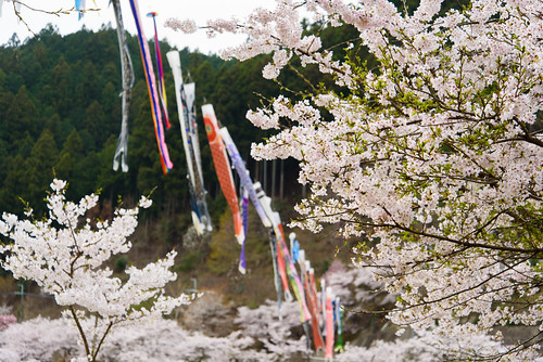 japan cherry 桜 鯉のぼり 奈良県 宇陀市