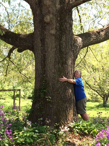 big oak in the back yard