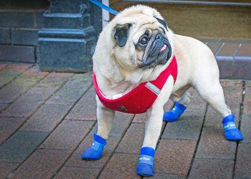 These Boots were made for Walkies