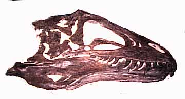 Acrocanthasaurus skull