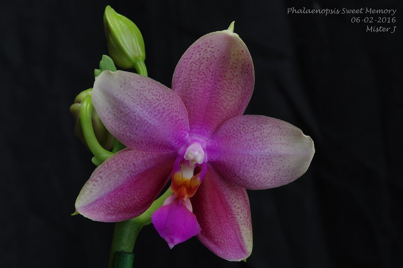 Phalaenopsis Sweet Memory 24756010731_4c754a4d81_c