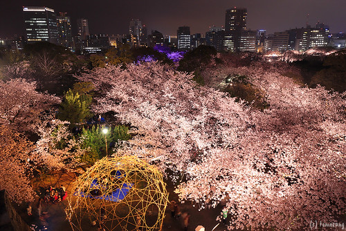 Sakura Festival 2016