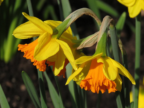 Daffodils in Queen Elizabeth Park