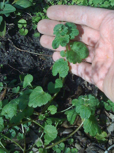 Henbit