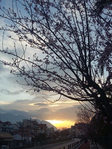 sunset cityscape blossom