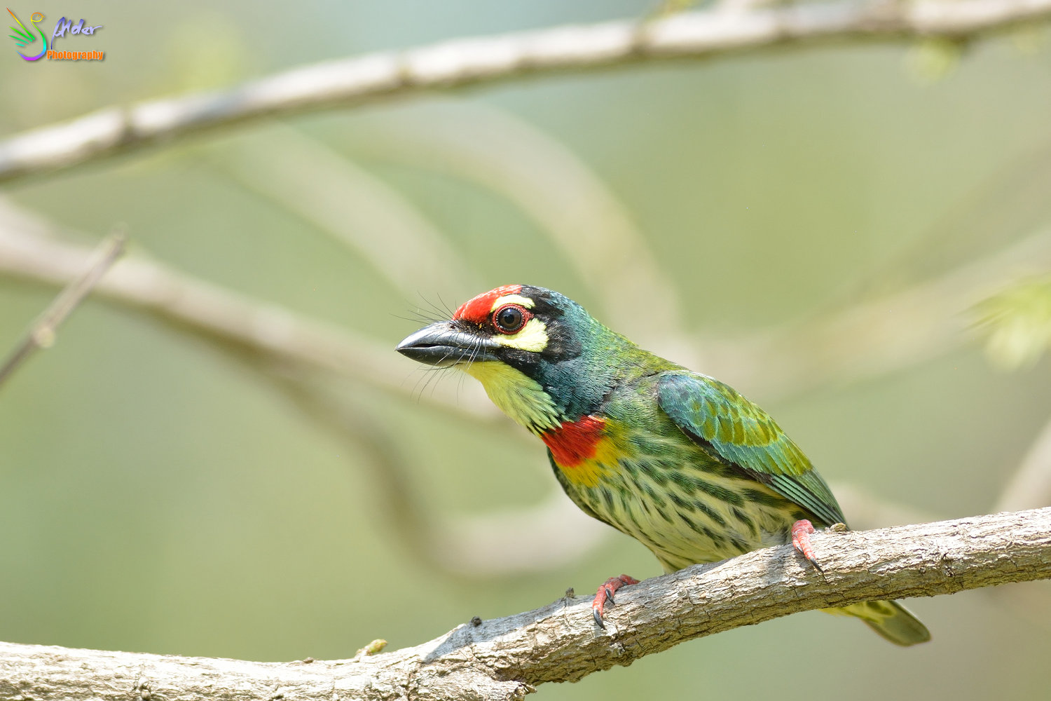 Coppersmith_Barbet_3111